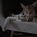 Music for Cats Project Calm Music for Cats Jazz Music for… - Take a Break
