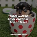 Relaxing Music for Dogs Pet Care Club Sleep Music For… - Ambient Noise
