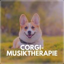 Entspannende Musik f r Hunde - Hund Beruhigungsmittel