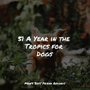 Music for Dogs Collective Pet Care Music Therapy Dog Music… - Soft Rains Will Come