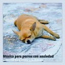 RelaxMyDog - Tiempo de Spa para el Cachorro