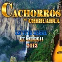 Cachorros De Chihuahua - Las Cabrillas En Vivo