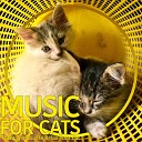 Music For Cats Peace - The Night Sky