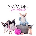 Calm Pets Music Academy - Pet Spa
