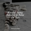 Calm Music for Cats Official Pet Care Collection Cat Music… - Stress Removal