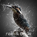 Ambient Rain Birds - Rain Birds Pt 16