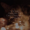 Jazz Music Therapy for Cats Music for Cats Deluxe Cat… - Sleepy Head