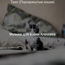 Музыка для кошек… - Мечты Котята