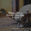 Cat Music Experience Cat Music Dreams Cat… - Sleepy Head