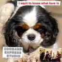 Zooband Express Studio - I Want to Know What Love Is