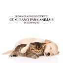 Academia de M sica para Animais - Nature Music for Pets Relaxamento