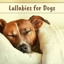 Lullabies for Babies Orchestra - Sleeping Dogs