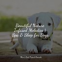 Jazz Music for Dogs Calm Doggy Pet Care Club - Meditative State of Mind