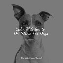 Music for Pets Library Jazz Music for Dogs Jazz Music Therapy for… - Raindrops