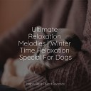 Music for Pets Library Music for Leaving Dogs Home Alone Calming Music for… - Sleeping on Clouds