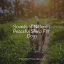 Music for Pets Library Music For Dogs Music for Dogs… - Delta Zen