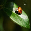 Lunatia - Ladybug