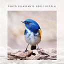 Musica Relax Academia - Uccelli gentili