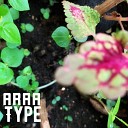 Araa - Type