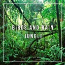 Colours Of Music - Birds and Rain Jungle