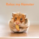 The Hamster Helper - Master Meditation