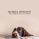 Acad mie des Animaux Relaxants - Musique pour chiens