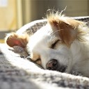 Sleepy Dogs Music For Dogs Peace Calming Music for… - An Inner Sunshine