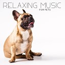 Pet Love Academy - Peaceful Music