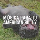 Dog Music - Ultimate Calm Meditative Music for Your Dog Pt…