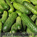 Shamanaev Alexander - For cucumbers