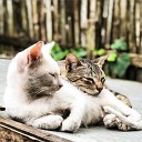 Music for Relaxing Cats Cat Music Official Pet Care… - Music for Meditation and Relaxation