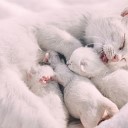 Cat Music Cat Music Therapy Music for Resting… - Relaxing Music and Gentle Ambience