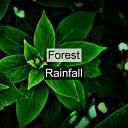 Forest Sounds - Drizzly Rain
