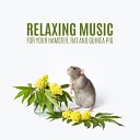 Calm Pets Music Academy - Feel Like Home