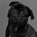 Jazz Music for Dogs Calm Doggy Pet Care Club - Chill Before Snoozing