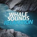 Whale Sounds For Relaxation - Pink Noise