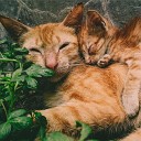 Cat Music Dreams Jazz Music Therapy For Cats Music for Cats… - Stress Relief