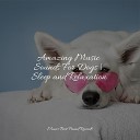 Music for Pets Library Official Pet Care Collection Sleepy… - Lullaby