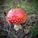 Taras Red M8EM - Mushrooms