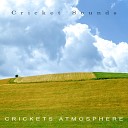Cricket Sounds - Forest Cicadas