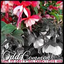 Odd Common - Fade to Grey