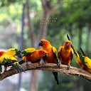 Calming Bird Background Sounds - ASMR the Sound of the Rainforest