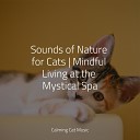 Cat Music Experience Pet Care Music Therapy Cat Music… - Pondering Thoughts