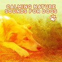 Calm Pets Music Academy Pet Relax Academy - Pure Harmony