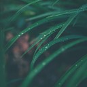 Sounds of Nature White Noise for Mindfulness Meditation and Relaxation Rain for Deep Sleep Sleep Sounds of… - Quiet Rainy Morning