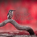 The Rainforest Collective - Chirps Weather