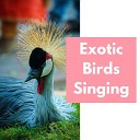 7 Birds of Joy - Quiet Sounds for Studying