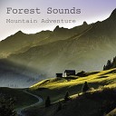Forest Sounds - Rain at Night