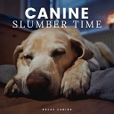 Calm Dog Music - Scruffy