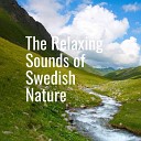 The Relaxing Sounds of Swedish Nature - Gentle Flow